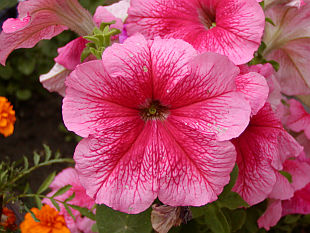 petunias